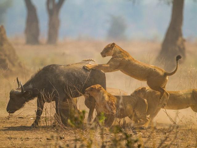 Media - Sư tử "hạ sát" trâu đực gần 700kg kiếm thức ăn cho cả đàn