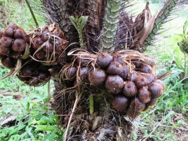 Thị trường - Tiêu dùng - Thứ quả có vỏ như da rắn, nhìn đã sợ, hóa ra lại cực ngon