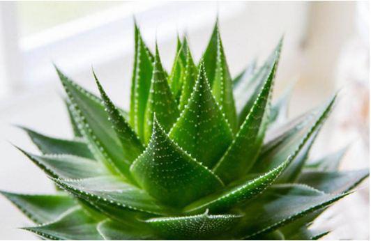 Những loại cây trồng trong nhà vừa lọc sạch không khí, vừa mang tài lộc cho chủ - 5