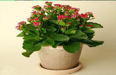 Những loại cây trồng trong nhà vừa lọc sạch không khí, vừa mang tài lộc cho chủ - 4