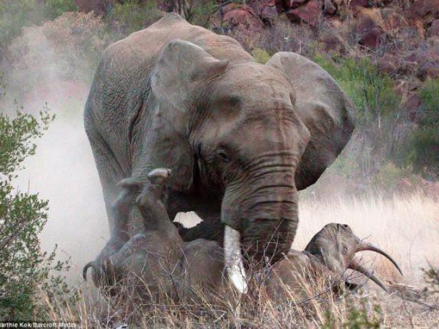 Voi châu Phi hung dữ ”bắt nạt” hai mẹ con tê giác