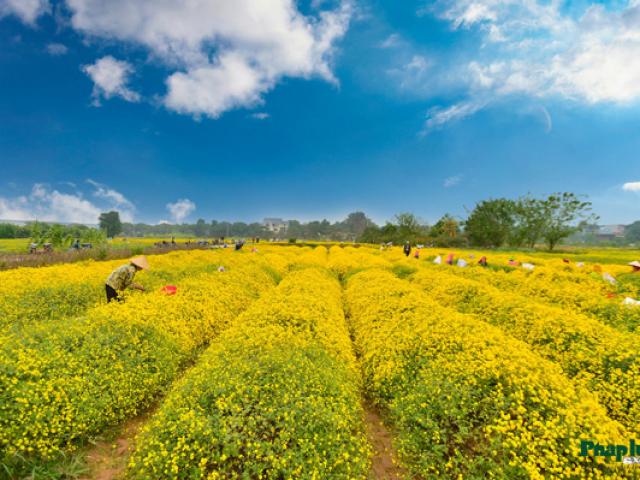 Thị trường - Tiêu dùng - Hái hoa cúc về sấy khô, mỗi kg bán giá lên đến 800 nghìn đồng