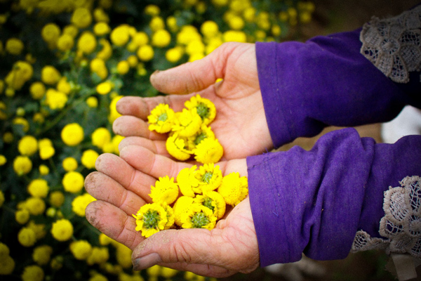 Hoa cúc phải hái cẩn thận, không được để cuống.