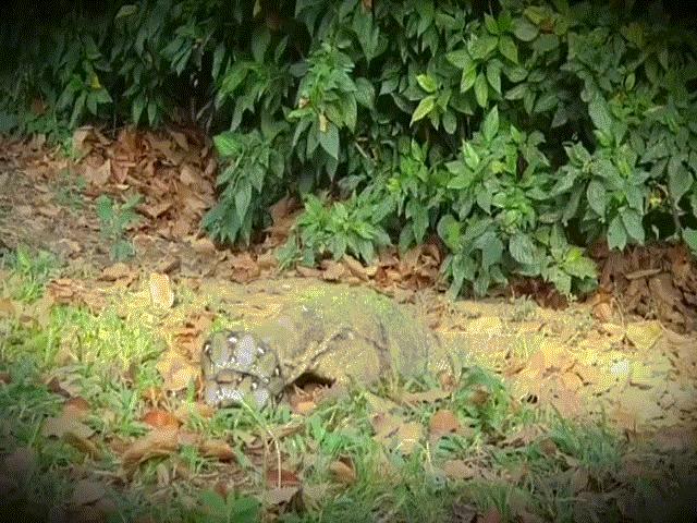 Thế giới - Video: Kỳ đà kịch chiến trăn suốt 40 phút, chỉ một kẻ sống sót cuối cùng