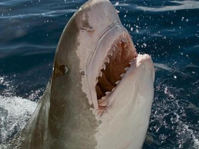 Thế giới - Tìm thấy nhiều tay người trong bụng cá mập hổ