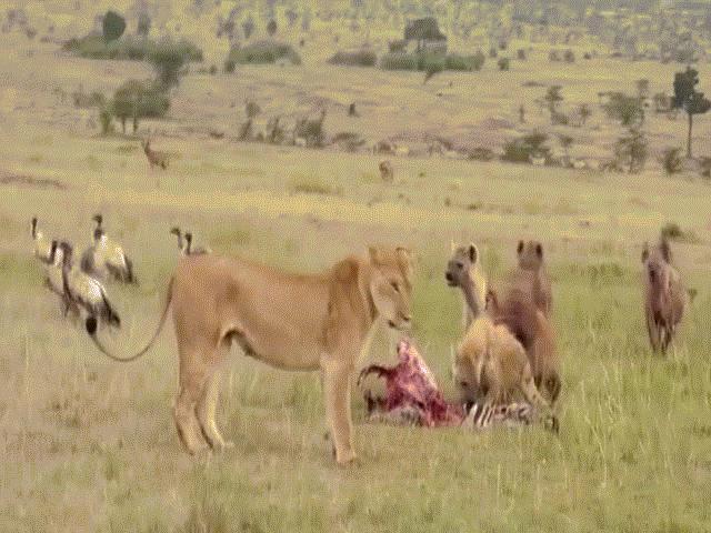 Thế giới - Video: Sư tử cái bị đàn linh cẩu dọa dẫm và kết cục khi sư tử đực xuất hiện