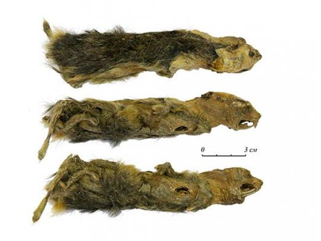 Thế giới - Đi dạo bờ sông, phát hiện xác ướp sinh vật 41.000 năm tuổi nguyên vẹn đến hoàn hảo