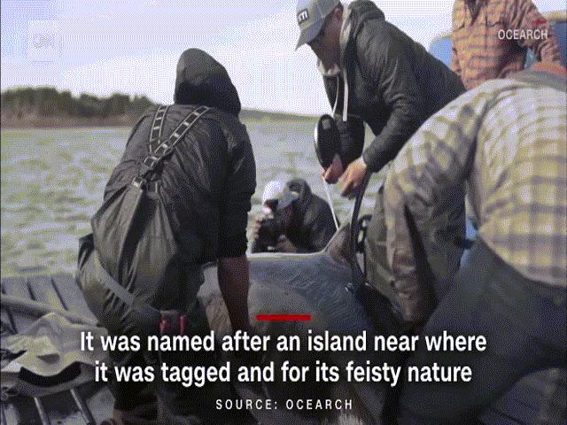 Thế giới - Cá mập trắng khổng lồ nặng 5 tạ bơi 2.370 km từ Canada sang Mỹ