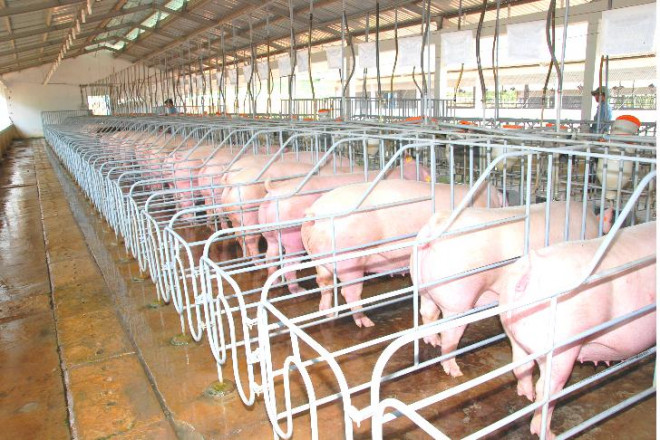 Các doanh nghiệp lớn và trang trại đều xuất lợn cung cấp cho thị trường Tết nên giá thịt lợn đã đồng loạt giảm