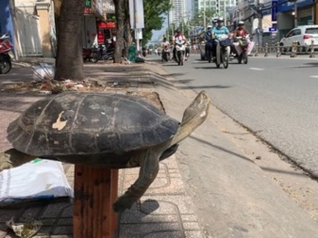 Tin tức trong ngày - Bát nháo "chợ" thú rừng dịp cuối năm