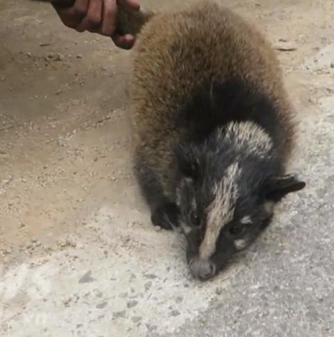 Một con cầy hương còn sống.