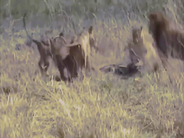 Video: Nghênh ngang khiêu khích đàn sư tử, cá sấu bị kẻ săn mồi lao vào cắn xé