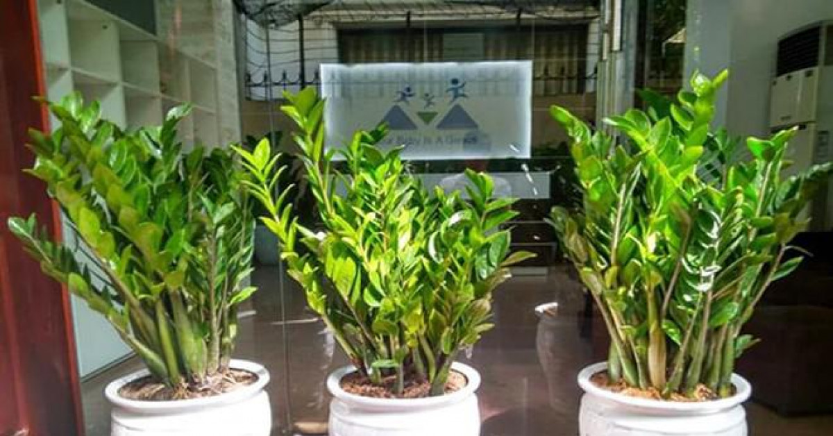 Sức khỏe đời sống - Thực hư những cây cảnh để trong nhà đẹp nhưng "độc"?