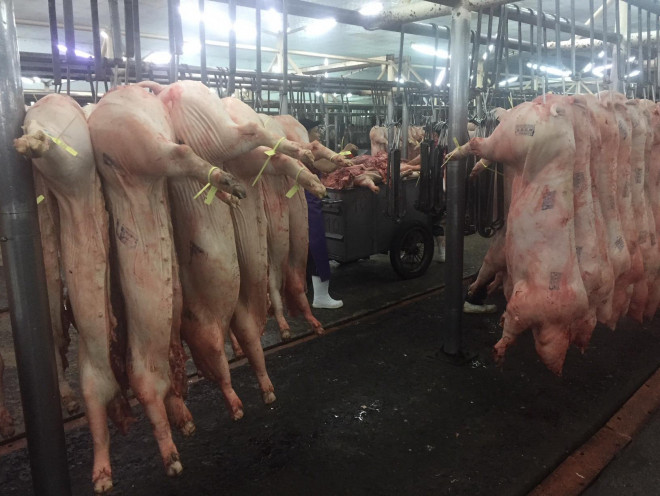 Giá heo hơi giảm khoảng 10.000 đồng/kg