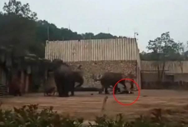 Khoảnh khắc voi đực giẫm chết người.