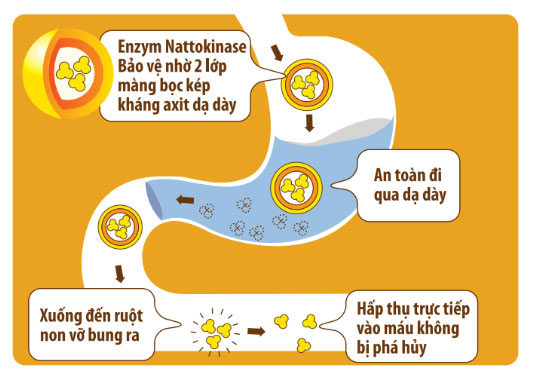 Công nghệ SMC giúp đưa enzym Nattokinase vào tận ruột non