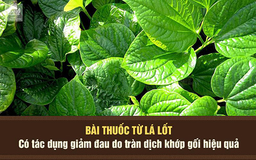 Mách bạn mẹo chữa tràn dịch khớp gối đơn giản nhưng hiệu quả bất ngờ - 1