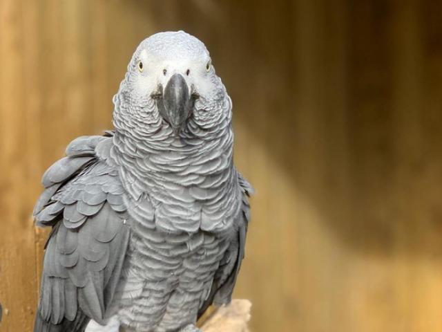 Phi thường - kỳ quặc - Đàn vẹt bị nhốt vì dạy nhau nói bậy, rồi cùng chửi bởi khách tham quan