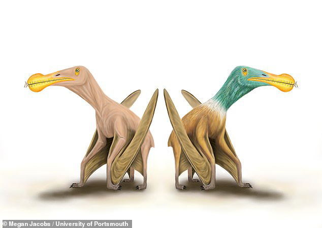 Chân dung thật của các dực long Pterosaurs (bên trái) và phiên bản có lông theo một số bằng chứng yếu trước đó - ẢNH ĐỒ HỌA BỞI MEGAN JACOBS/ĐẠI HỌC PORTSMOUTH