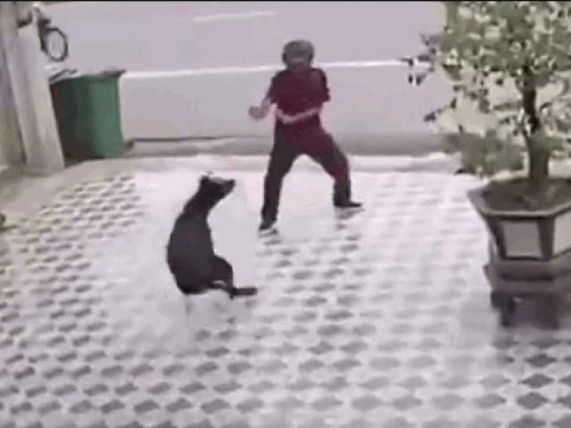 Media - Bình tĩnh đi "đường quyền", người đàn ông khiến chó dữ sợ khiếp vía