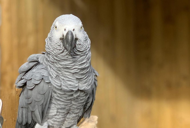 Một trong 5 con vẹt hung hăng ở vườn thú Lincolnshire. Ảnh: Facebook