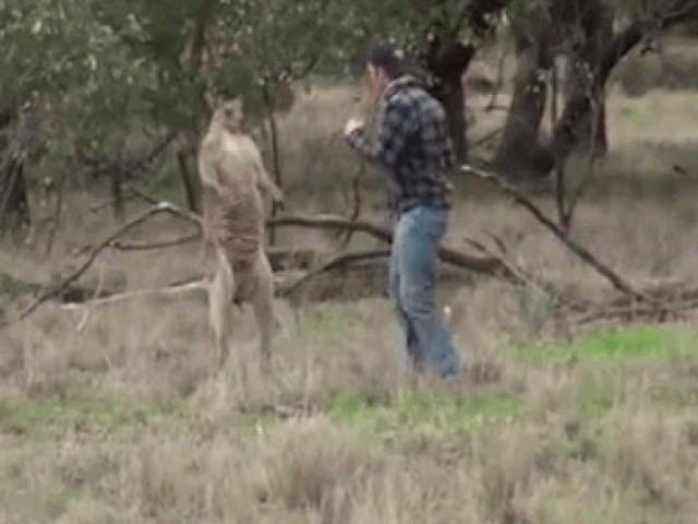 Media - Người đàn ông "liên hoàn đấm" chuột túi để cứu chó cưng