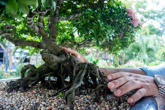 Gốc cây hoa trang mang dáng hình đậm chất bonsai