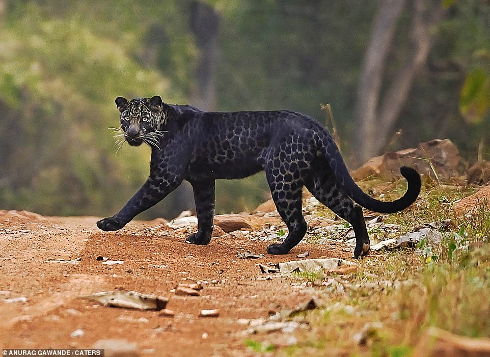 Báo đen băng qua đường trong khi đi săn mồi ở công viên quốc gia Ấn Độ.