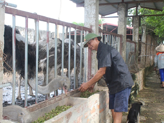 Ông Thủy đã thành công với mô hình chăn nuôi đà điểu&nbsp;
