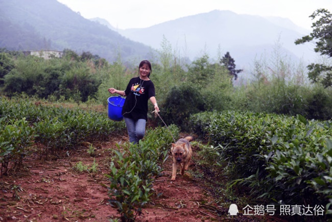 Thậm chí, cô từng sang tận châu Phi để tìm nguồn đá quý nhưng cuối cùng Lý Mai chọn về Trung Quốc năm 2015. Lúc về quê, người phụ nữ này đã nhớ lại việc học trồng nấm với người chú khi còn nhỏ.  
