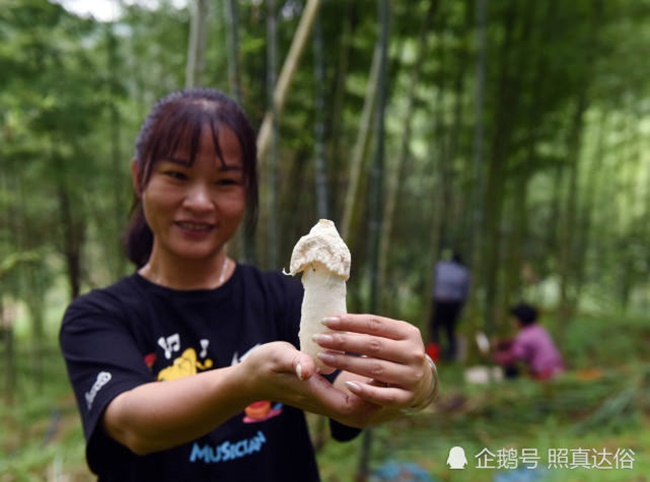 Quê của Lý Mai ở Trường Thành, Nam Bình, Phúc Kiến, Trung Quốc, cô quyết định trồng nấm ăn và phát triển kinh tế rừng. 
