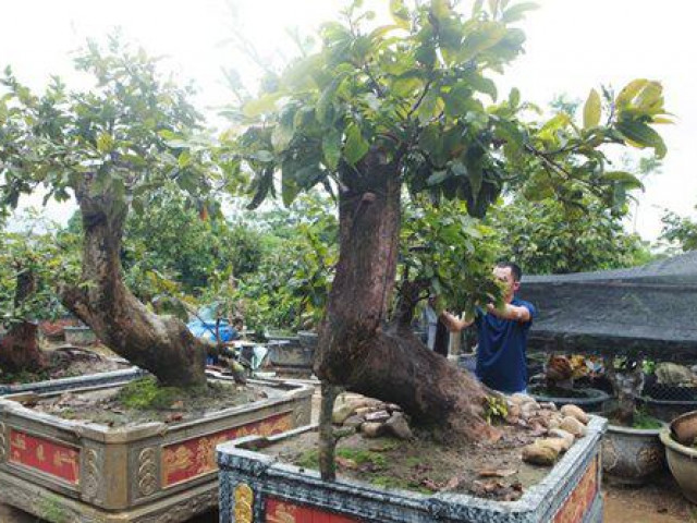 Thị trường - Tiêu dùng - Cặp "Tiên đồng - Ngọc nữ" của "vua" mai vàng Yên Tử đẹp cỡ nào mà đại gia trả tiền tỷ vẫn không mua được?