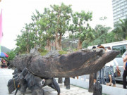 Thị trường - Tiêu dùng - Siêu cây &quot;Chiến thắng Bạch Đằng&quot; được định giá 3 triệu đô của đại gia Hải Phòng khiến nhiều người choáng váng