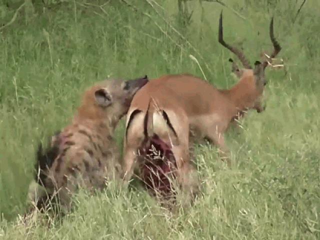 Media - Bị linh cẩu "ăn tươi nuốt sống", linh dương bật dậy chống trả quyết liệt và cái kết