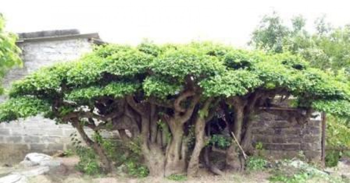 Thị trường - Tiêu dùng - Chiêm ngưỡng "cụ" duối có giá "ngất ngưởng" ngang chiếc ôtô đời mới