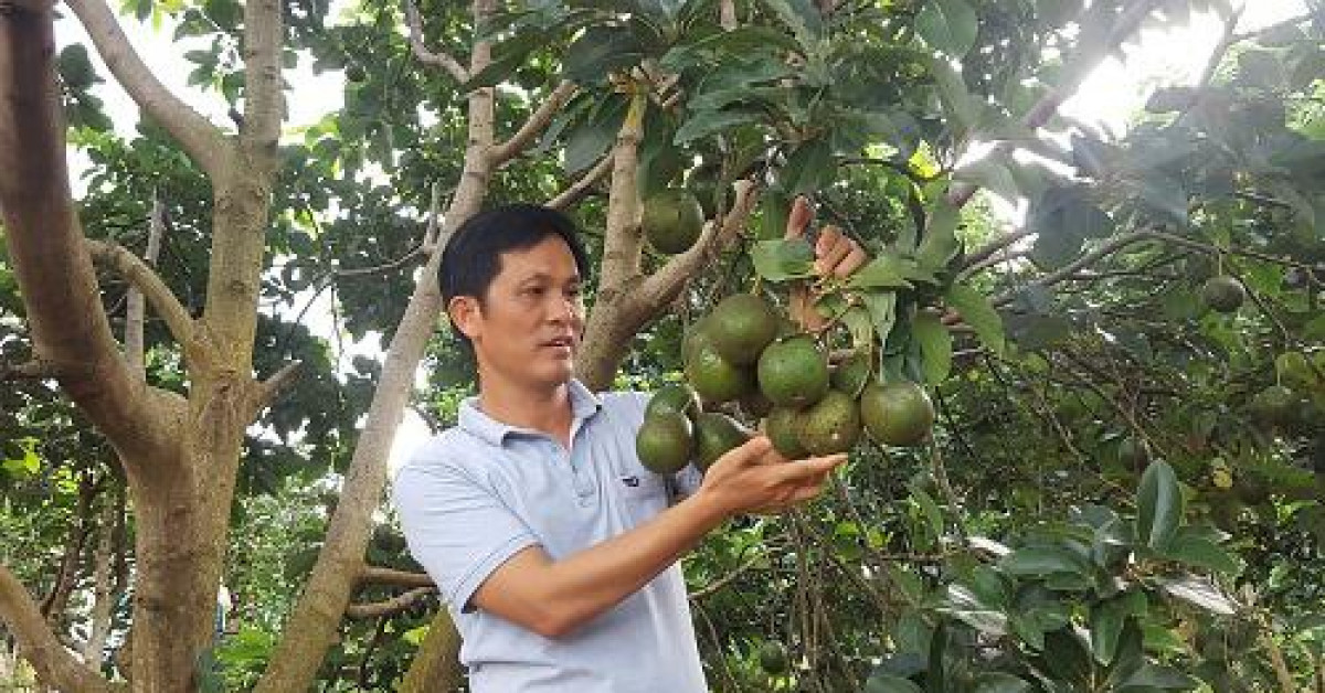 Thị trường - Tiêu dùng - Bơ booth vào mùa thu hoạch, nhưng nông dân khốn đốn vì giá trượt dốc không phanh