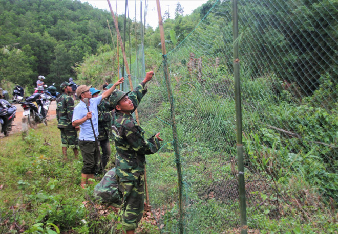 Lực lượng chức năng giăng lưới cước cao 6 m, dài 1 km để ngăn đàn voọc xuống đường cắn người