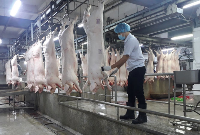 Giá thịt lợn hơi giảm mạnh về mức thấp nhất 72.000 đồng/kg - 1