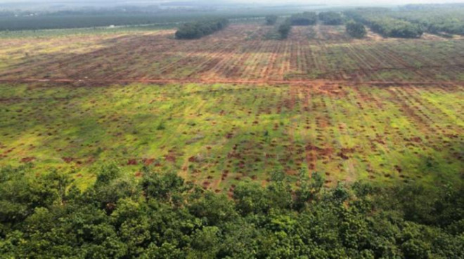 Một khoảnh rừng cao su thuộc xã Bình Sơn (huyện Long Thành) đã được cưa hạ để giao mặt bằng dự án Sân bay Long Thành (Chụp ngày 17/9)