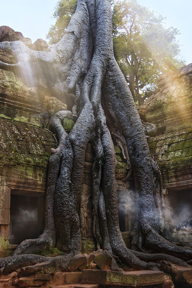 Đền Ta Prohm, Campuchia: Ngôi đền nổi tiếng ở Angkor Wat, Campuchia, đã bị bỏ hoang sau sự sụp đổ của đế chế vào thế kỷ 17 và sau hàng trăm năm bị lãng quên đã trở thành khu di tích nổi tiếng. 
