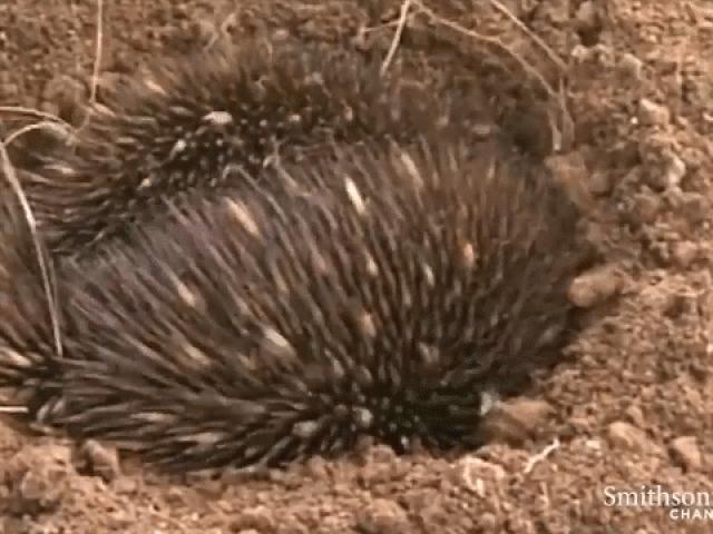 Media - Thú lông nhím và những món vũ khí vô cùng đáng sợ