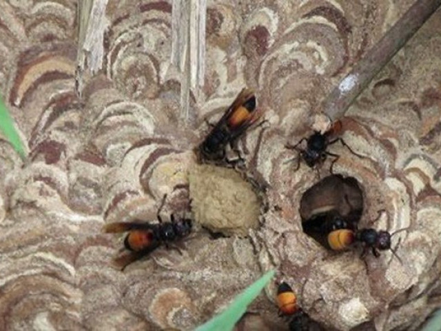 Tin tức trong ngày - Nam thanh niên bị ong vò vẽ đốt tử vong