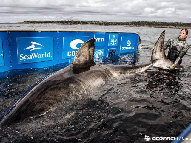 Thế giới - Phát hiện cá mập trắng “nữ hoàng biển cả” dài 5,2m, nặng 1,6 tấn