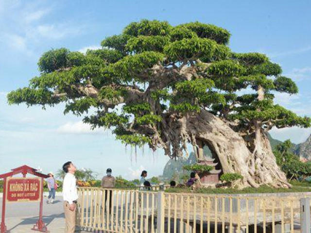 Thị trường - Tiêu dùng - Sanh cổ trị giá 1 triệu đô "Bách niên giai lão" khiến ông chủ thầu xây ngôi chùa lớn nhất thế giới mê mẩn, xin mua lại mà không được