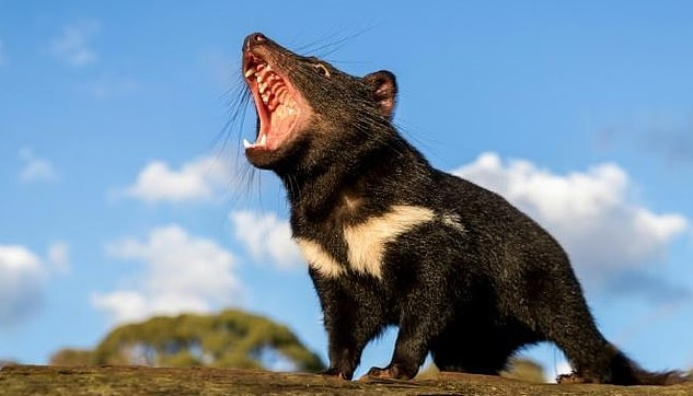 Quỷ Tasmania là loài thú có túi ăn thịt lớn nhất thế giới