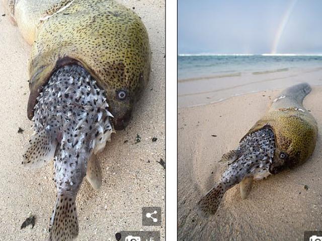 Phi thường - kỳ quặc - Lươn khổng lồ nuốt cá nóc, không ngờ bị con mồi đáp trả đến mất mạng