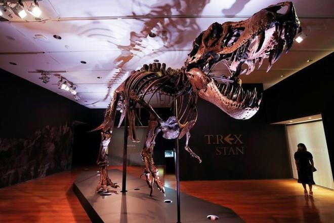 Bộ xương khủng long bạo chúa T-Rex được trưng bày tại nhà đấu giá Christie’s. (Ảnh: Reuters).