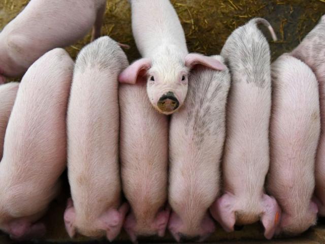 Thế giới - Đằng sau "phép màu thịt lợn" của TQ