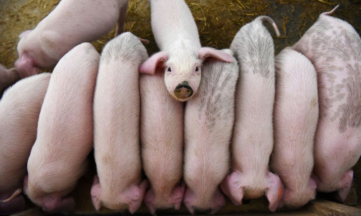 Lợn ở Trung Quốc trong thời điểm này được coi trọng như “bảo bối” (ảnh: The Guardian)