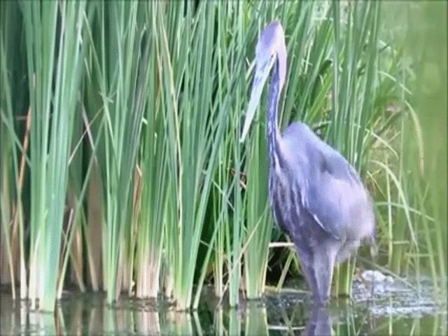 Phi thường - kỳ quặc - Video: Chỉ dùng chiêu "độc môn", chim diệc bắt sống cá trê khủng trong nháy mắt